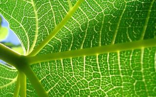 Intricate Symmetry of a Green Leaf. A Close-Up in Macro Photography photo