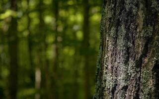 Tranquil Deciduous Forest Scene Featuring Rich Brown Tones and Lush Grassland photo