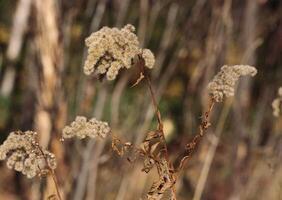 Delicate Wildflower in a Close-Up View Beneath the Grass photo