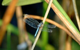 Elegant Dragonfly and Damselfly Amidst Vibrant Terrestrial Flora photo