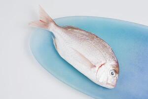 Fish close view background photo