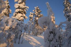 Snowy Evergreen Tree in a Freezing Landscape with Branches and Twigs photo