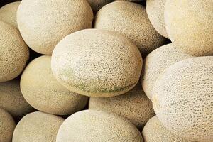 Rock Melons on a Rustic Background photo