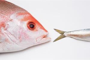 Head of jewfish by tail of sardine photo