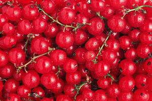 Redcurrants and Stems Background photo