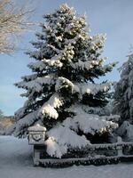 Snowy Evergreen Tree Branches Against a Cloudy Sky photo