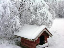 Snow-Covered Window with Plant and Branches in a House Setting photo