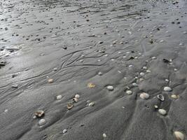 Wet Beach Sand With Sea Shells Close View Background photo