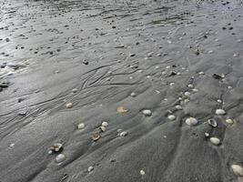 Wet Beach Sand With Sea Shells Close View Background photo