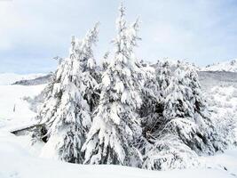 Snowy Evergreen Tree on a Freezing Slope Under a Cloudy Sky photo