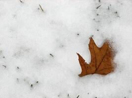 Autumn leaf in white snow photo