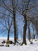 Snowy Landscape with Tree and Sunlight Filtering Through Twigs photo