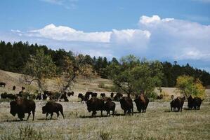 Grazing Animals Under a Cloudy Sky in a Serene Natural Landscape photo