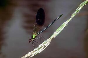 Dragonflies and Damselflies on a Twig. A Close-Up View of Natures Winged Insects photo