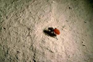 Insect on Wood. A Close-Up of Natures Tiny Creatures photo