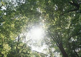Tranquil Nature Scene Featuring Deciduous Trees Under a Vast Sky photo