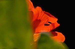 Vibrant Peach Flowering Plant with Fiery Petals and Shades of Color photo