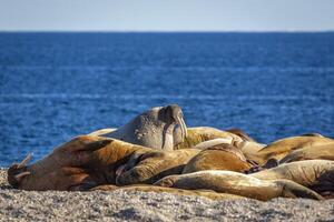 watching a walrus colony in the arctic at Torellneset at the coast of Nordaustlandet photo