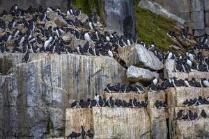 Bird watching at the wonderul Alkefjellet between Spitsbergen and Nordaustlandet on Svalbard photo