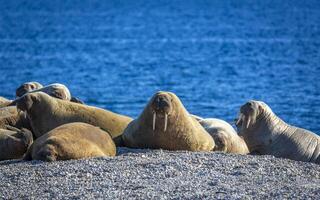 watching a walrus colony in the arctic at Torellneset at the coast of Nordaustlandet photo