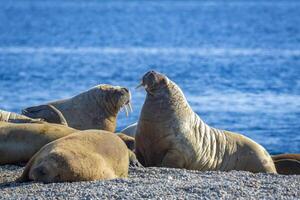 watching a walrus colony in the arctic at Torellneset at the coast of Nordaustlandet photo