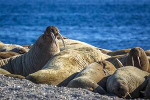 watching a walrus colony in the arctic at Torellneset at the coast of Nordaustlandet photo