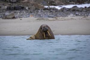 watching a small walrus colony in the arctic at the Magdalensfjorden photo