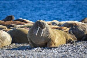 watching a walrus colony in the arctic at Torellneset at the coast of Nordaustlandet photo