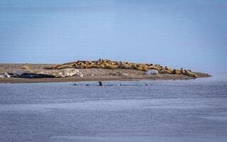 watching a walrus colony in the arctic at Torellneset at the coast of Nordaustlandet photo