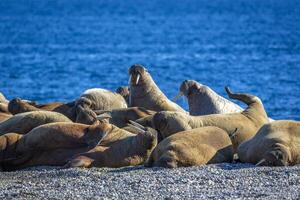 watching a walrus colony in the arctic at Torellneset at the coast of Nordaustlandet photo