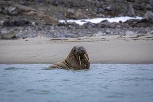 watching a small walrus colony in the arctic at the Magdalensfjorden photo