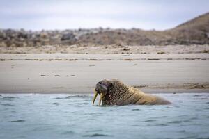 watching a small walrus colony in the arctic at the Magdalensfjorden photo