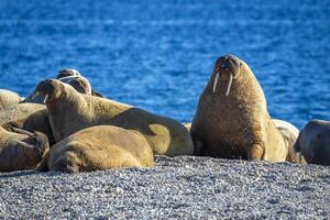 watching a walrus colony in the arctic at Torellneset at the coast of Nordaustlandet photo
