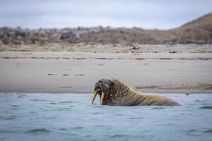 watching a small walrus colony in the arctic at the Magdalensfjorden photo