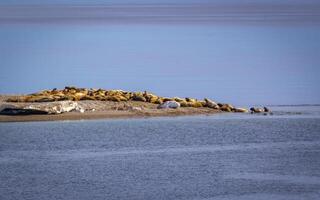 watching a walrus colony in the arctic at Torellneset at the coast of Nordaustlandet photo