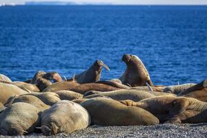 watching a walrus colony in the arctic at Torellneset at the coast of Nordaustlandet photo