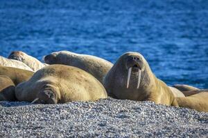 watching a walrus colony in the arctic at Torellneset at the coast of Nordaustlandet photo