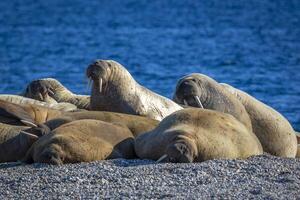 watching a walrus colony in the arctic at Torellneset at the coast of Nordaustlandet photo