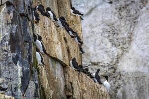 Bird watching at the wonderul Alkefjellet between Spitsbergen and Nordaustlandet on Svalbard photo
