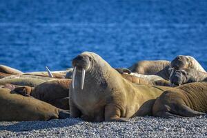 watching a walrus colony in the arctic at Torellneset at the coast of Nordaustlandet photo