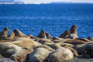 watching a walrus colony in the arctic at Torellneset at the coast of Nordaustlandet photo