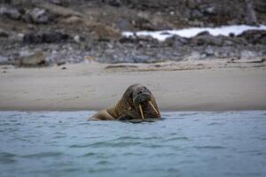 watching a small walrus colony in the arctic at the Magdalensfjorden photo
