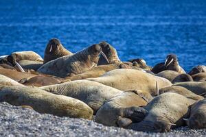 watching a walrus colony in the arctic at Torellneset at the coast of Nordaustlandet photo