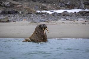 watching a small walrus colony in the arctic at the Magdalensfjorden photo