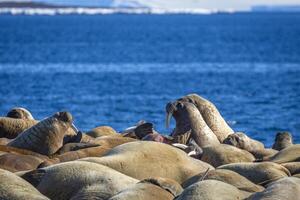 watching a walrus colony in the arctic at Torellneset at the coast of Nordaustlandet photo