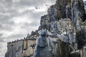 Bird watching at the wonderul Alkefjellet between Spitsbergen and Nordaustlandet on Svalbard photo