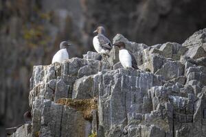 Bird watching at the wonderul Alkefjellet between Spitsbergen and Nordaustlandet on Svalbard photo