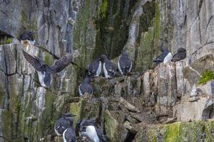 Bird watching at the wonderul Alkefjellet between Spitsbergen and Nordaustlandet on Svalbard photo