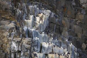 Bird watching at the wonderul Alkefjellet between Spitsbergen and Nordaustlandet on Svalbard photo