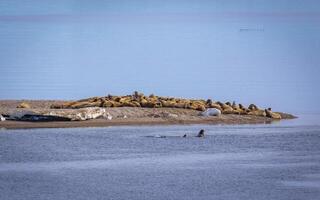 watching a small walrus colony in the arctic at the Magdalensfjorden photo